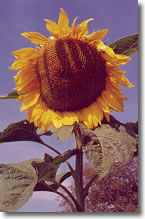 Brighton Rundles Farm Market - Sunflower