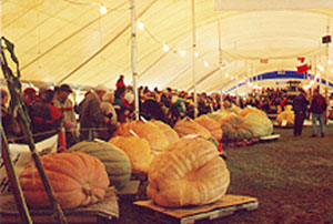 Pumpkin tent